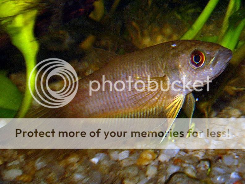 Betta_pi_03.jpg