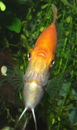 291206goldie.jpg
