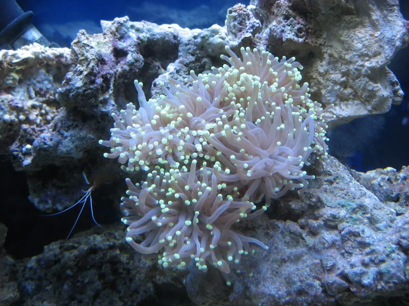 Tankupdate1-16-07001.jpg