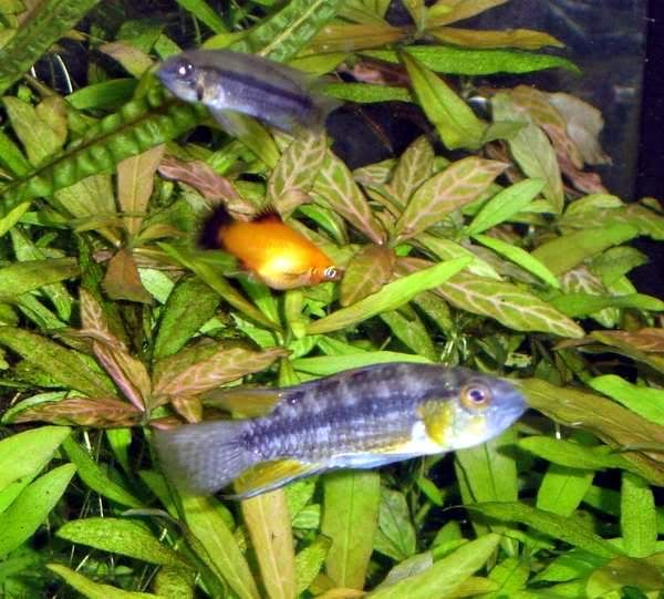 MaleWildBlueCacactuoides.jpg