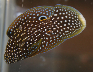 marine_betta.jpg