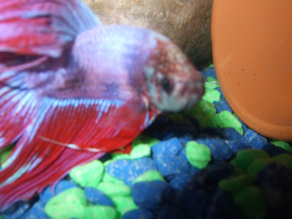 DSCF5127.jpg