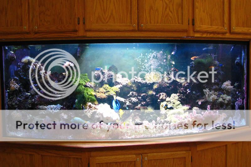 ReefTankFullView.jpg
