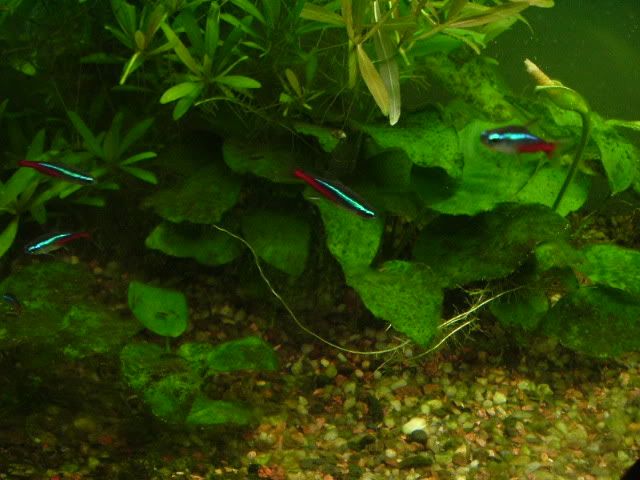 DSCF0586.jpg