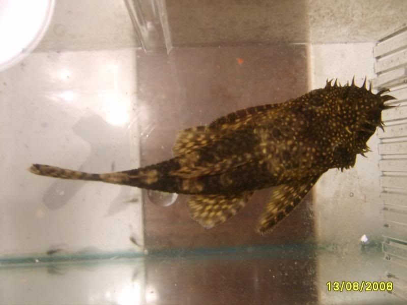 S5005328.jpg