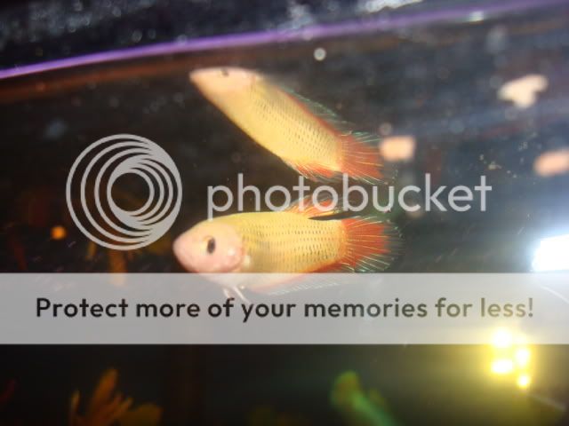 bettas054.jpg