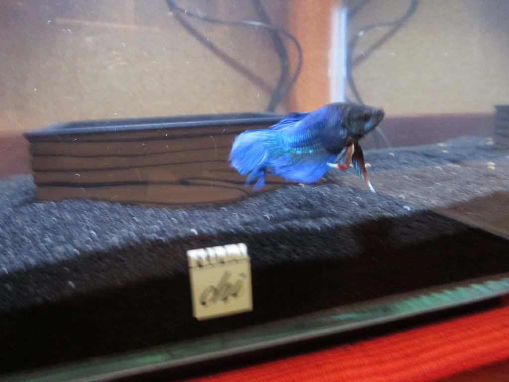fishpics2001-1.jpg