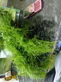 moss4.jpg