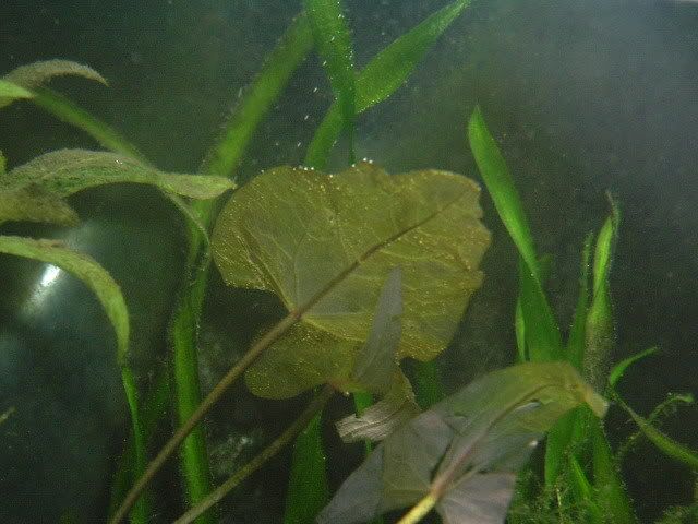 DSCF1520.jpg