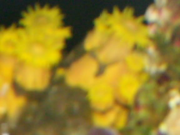 HPIM0315.jpg