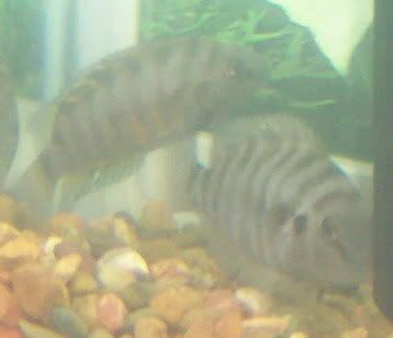 convicts016.jpg