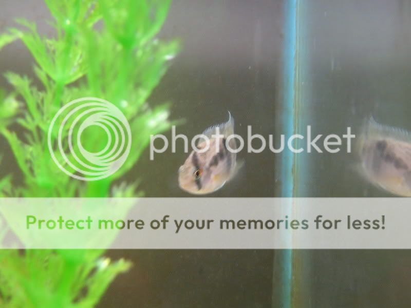 PictureorVideo280.jpg