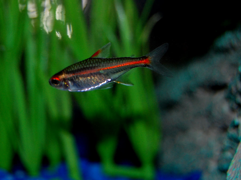 glolite_tetra1-1.jpg