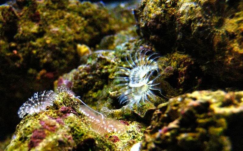 tubeworms.jpg