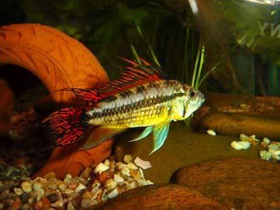 apistogrammacacatuoides.jpg