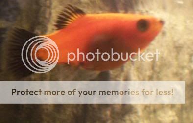 platy1.jpg