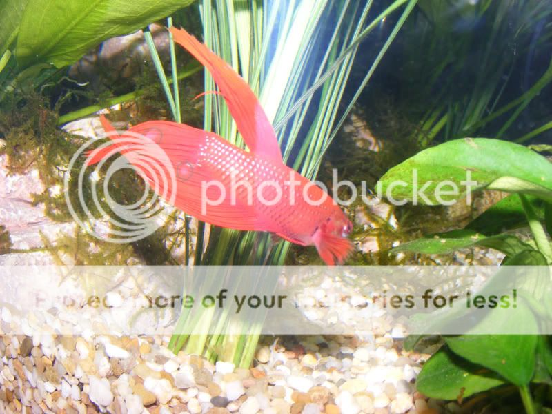 DSCF2961.jpg