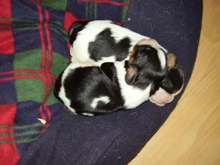 puppy2.jpg