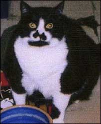 _40727693_mischief_pabody203.jpg