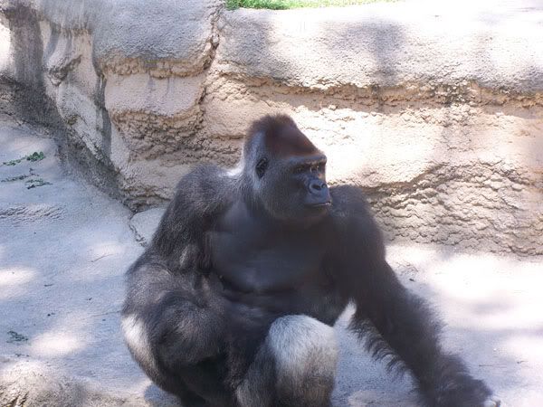 lowlandgorilla1.jpg