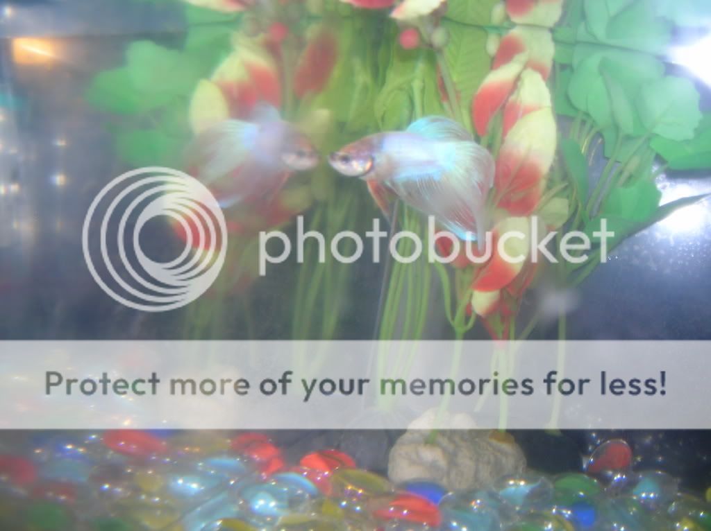 FlarePics019.jpg