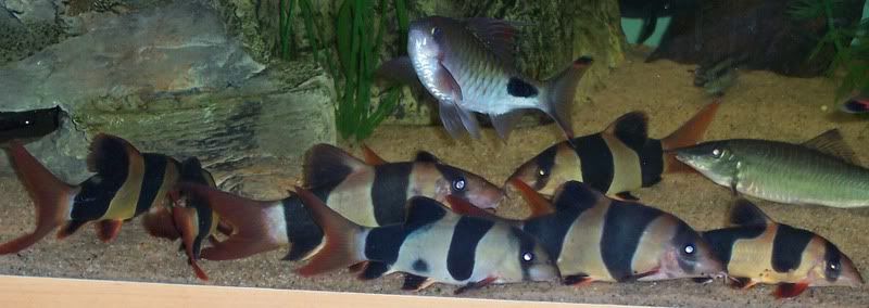 fish013.jpg