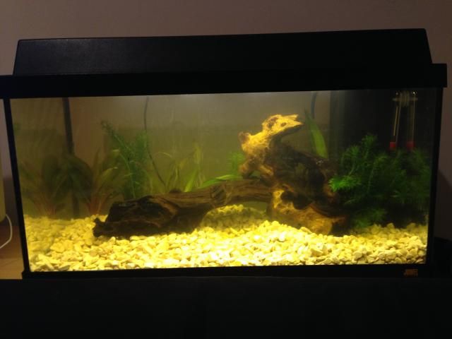 fishtank1_zpsb68ff3a0.jpg