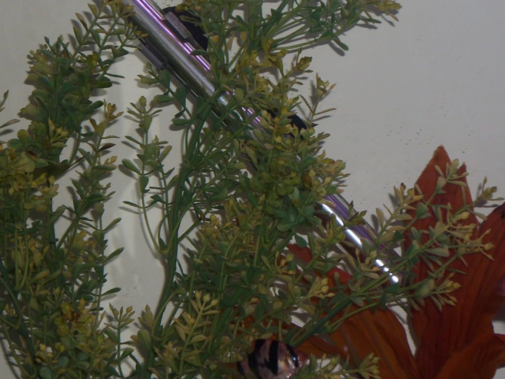 DSCI0008.jpg
