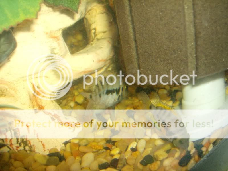 Cichlids015.jpg