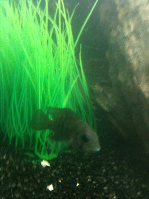 cichlid2.png