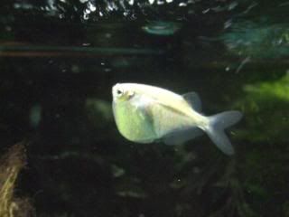 HatchetFish.jpg