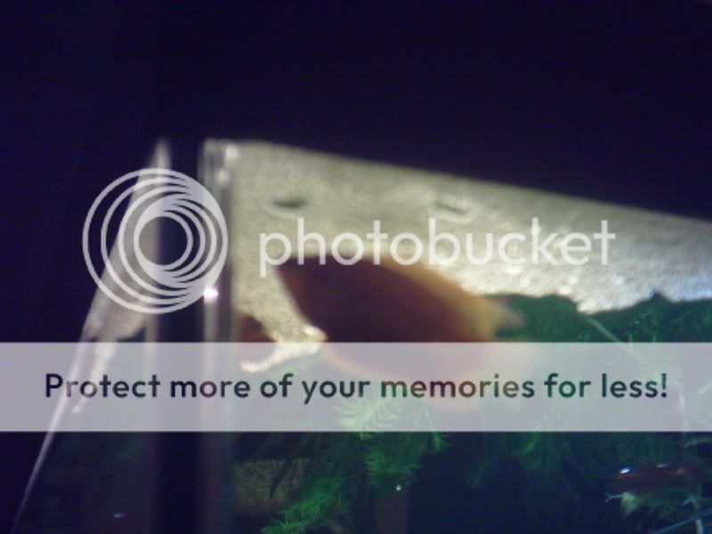 digicam156.jpg