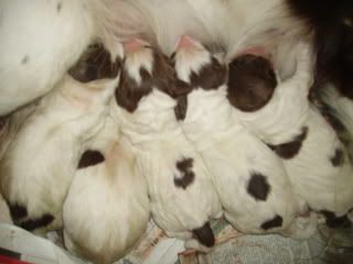 pups013.jpg
