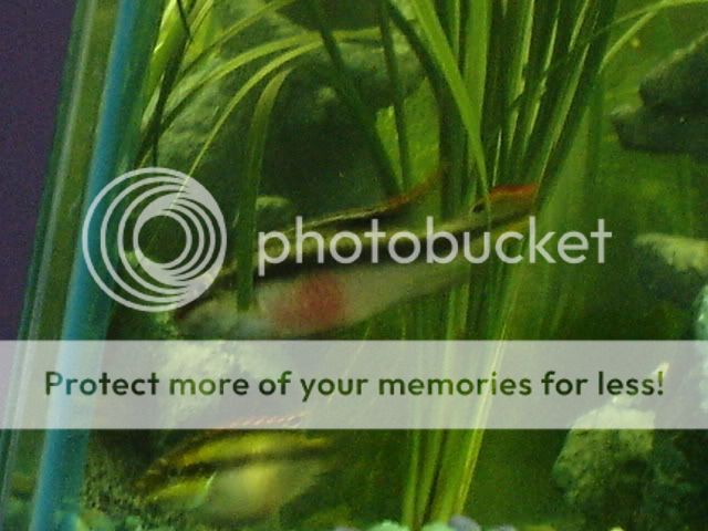 fishies013.jpg
