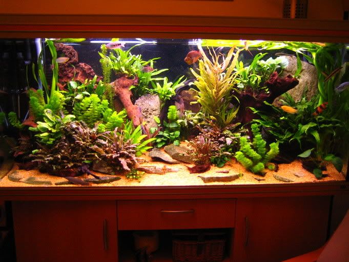 FishTank.jpg