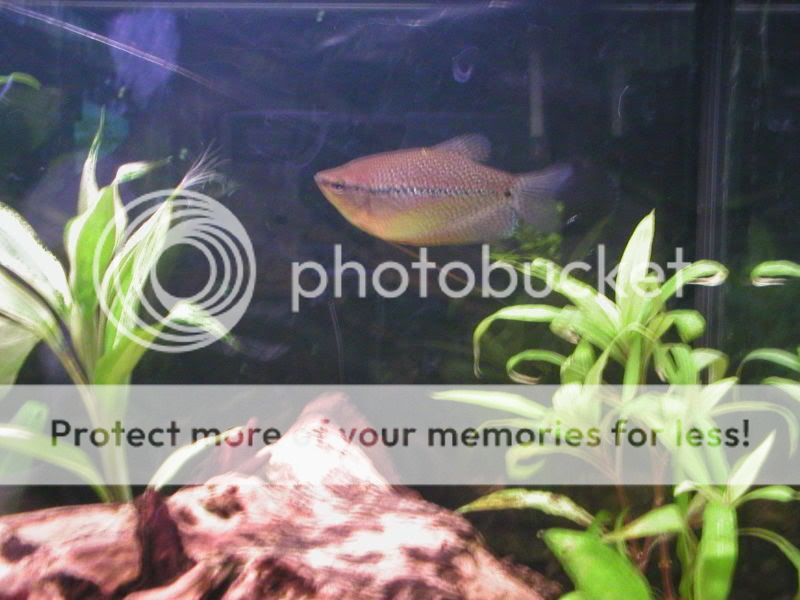 gourami.jpg