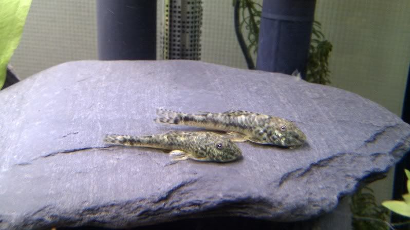 IMAG0799.jpg