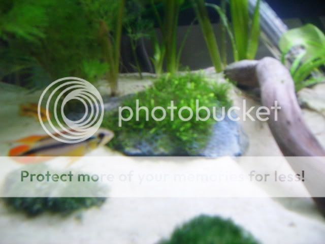 fishwish152.jpg