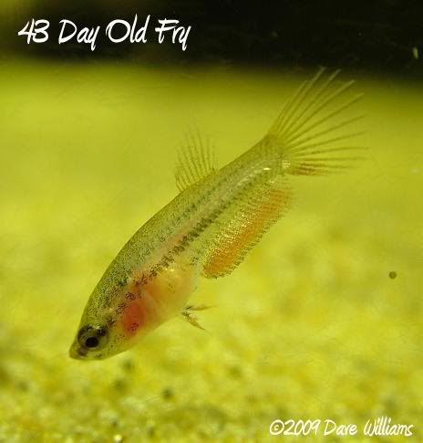 Image43daysoldfry2.jpg