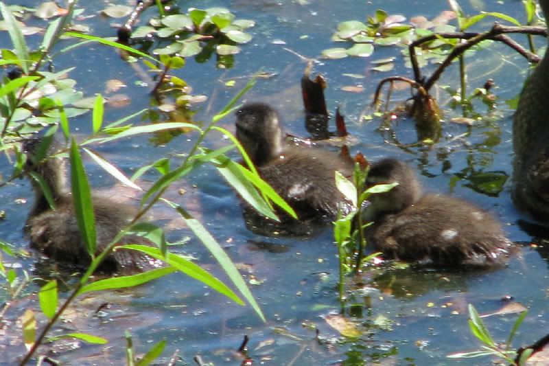 Ducklings.jpg