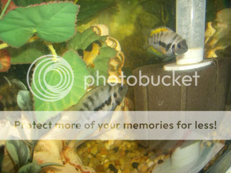 Cichlids002.jpg