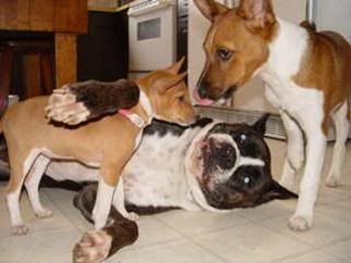 cocoaanddogss.jpg