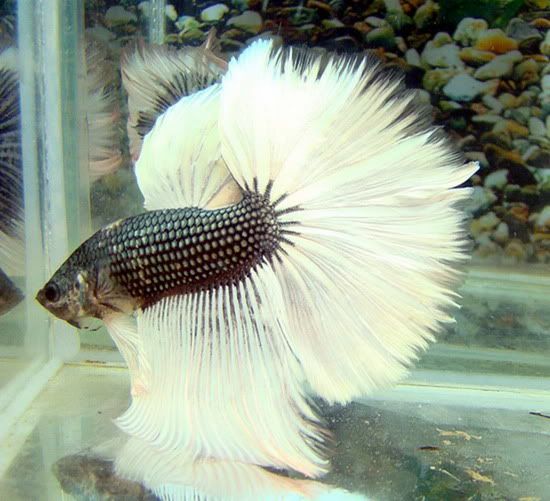 omgfish-1.jpg