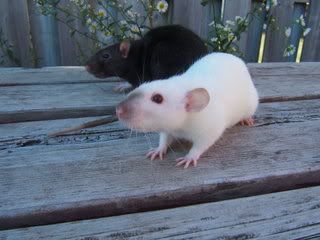 DSCF2984.jpg