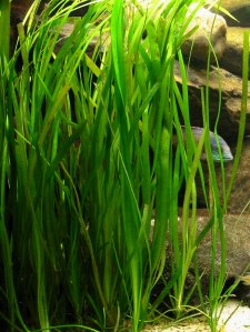 Vallisneria_spiralis.jpg