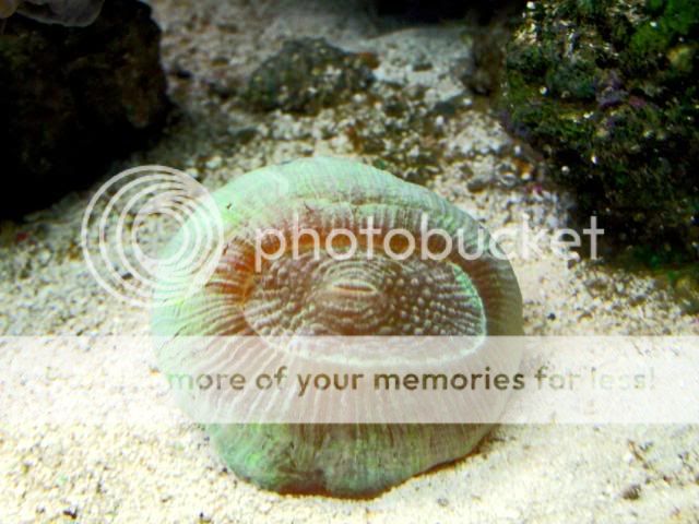 2009_0721Reef0002a.jpg