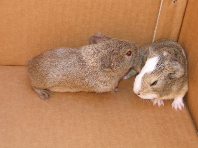 piggys012.jpg