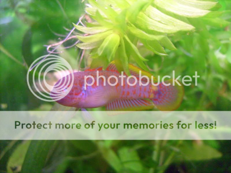 Picsofpetsoctober08154.jpg