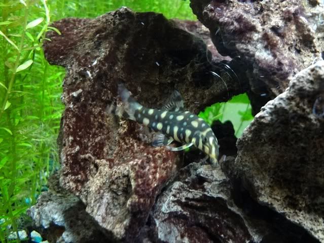 loach-1.jpg