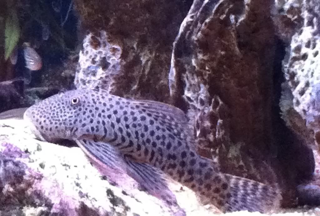 Plec.jpg